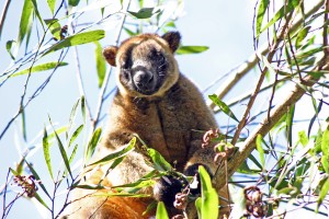 Tree kangaroo