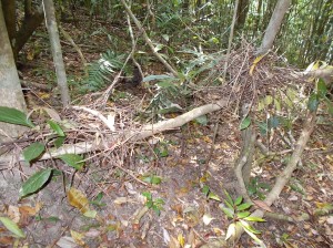 Butress roots 008