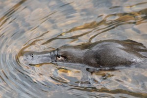 Platypus , thanks Fiona