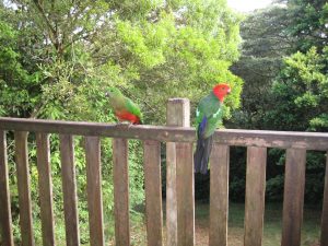 King parrots on Maple veranda, Andrew