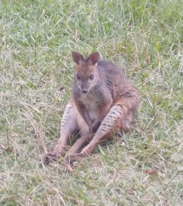 Very relaxed wallaby