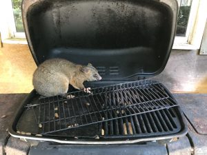 Barbequed  possum anyone?