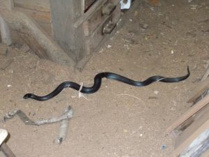 Black snake in workshop