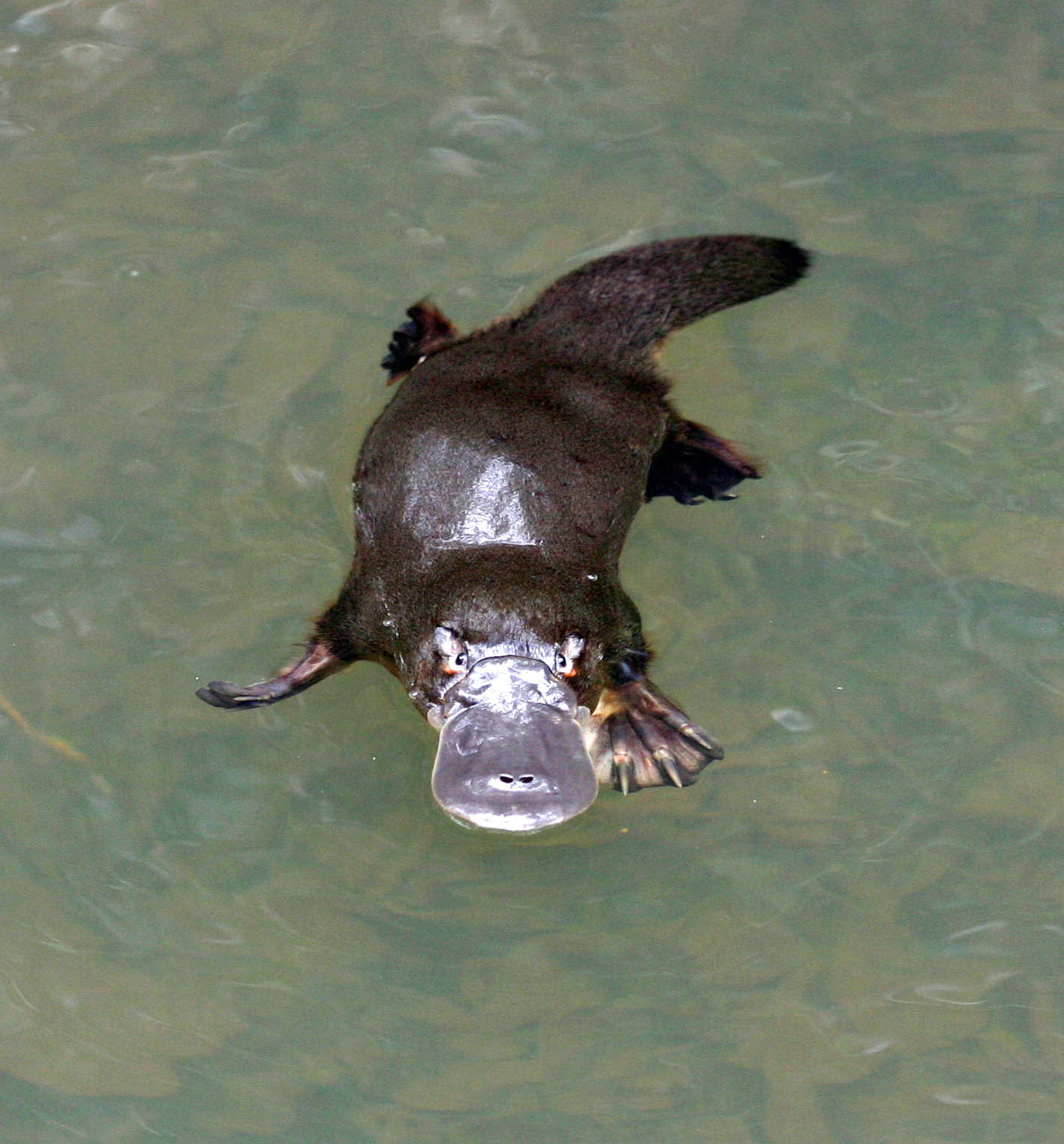 Possum Valley — Possum Valley Rainforest Cottages